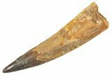 Fossil Spinosaurus Tooth - Real Dinosaur Tooth #343611-1